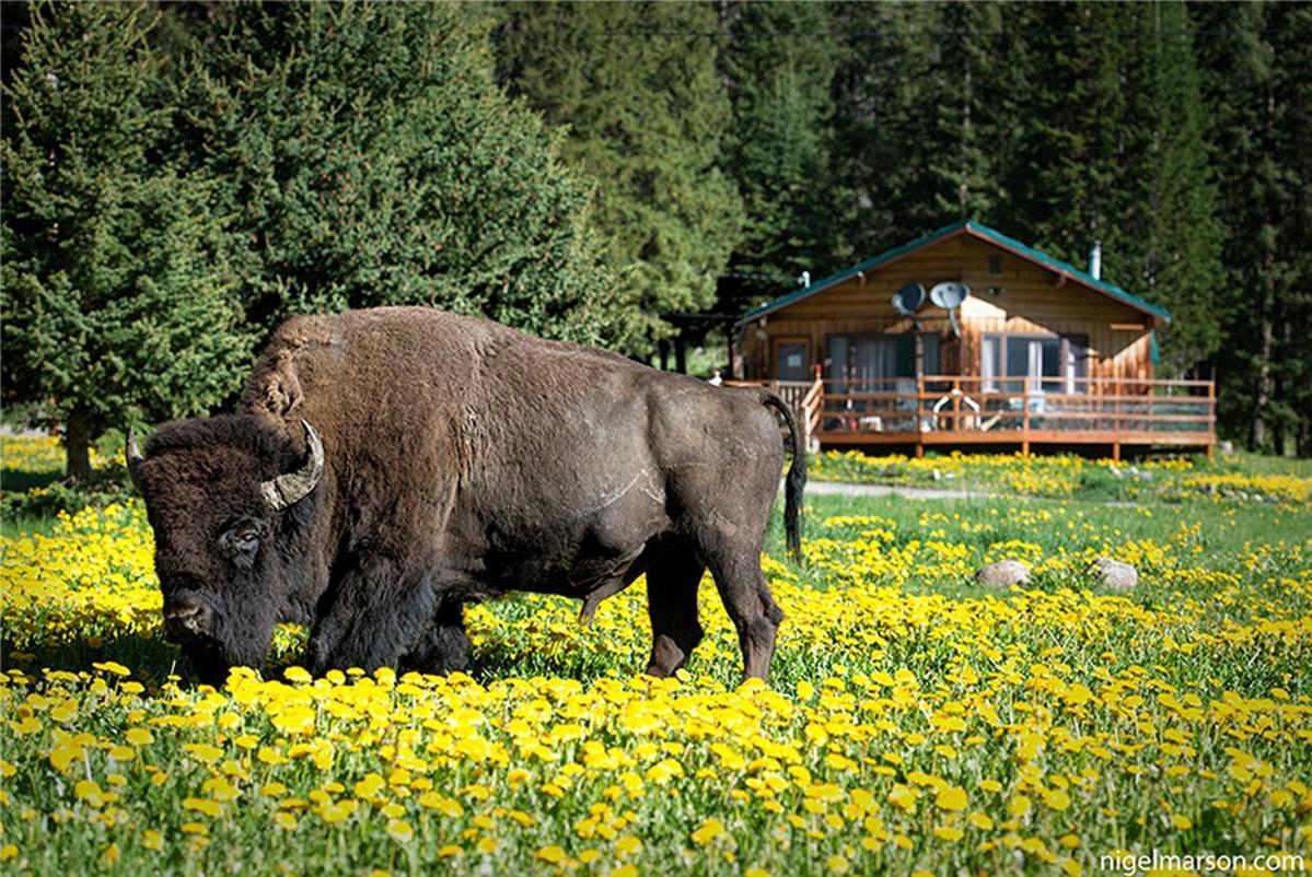 Silver Gate Lodging Cooke City Εξωτερικό φωτογραφία